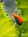 Aulacophora foveicollis